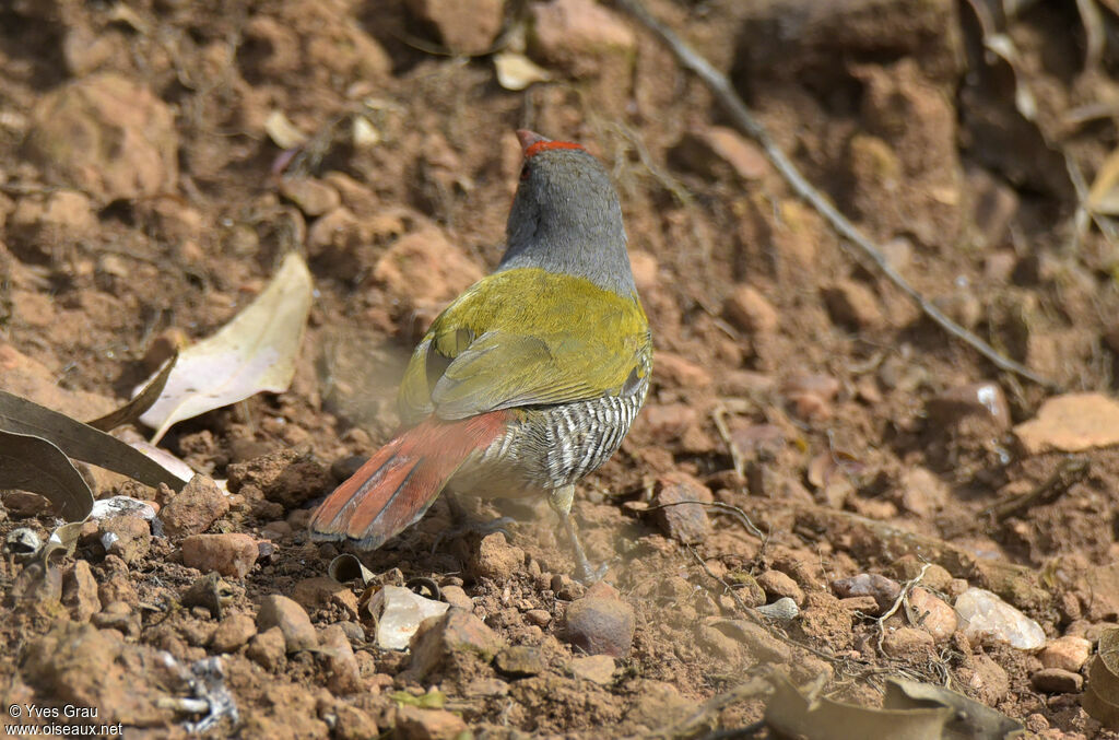 Green-winged Pytilia