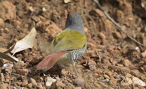 Green-winged Pytilia