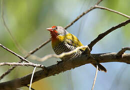 Green-winged Pytilia