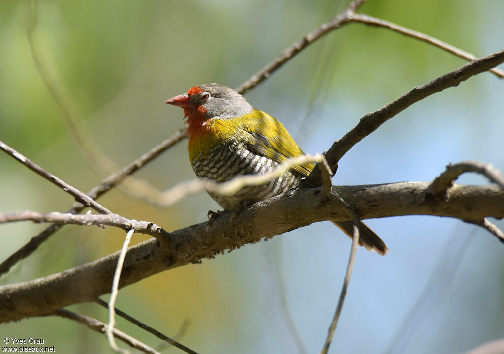 Green-winged Pytilia