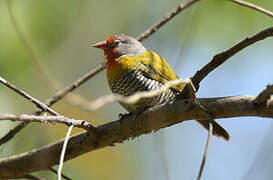 Green-winged Pytilia