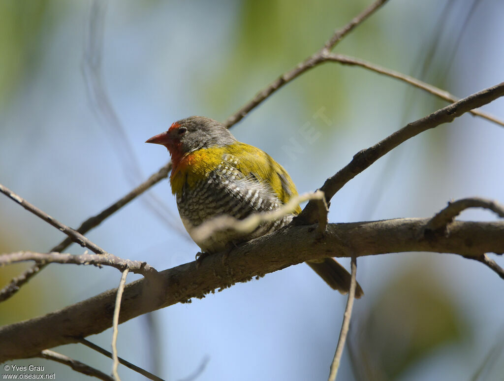 Green-winged Pytilia