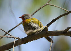 Green-winged Pytilia