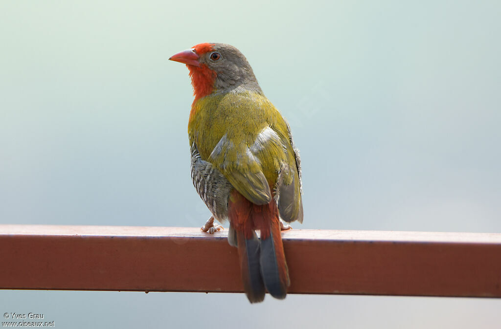 Green-winged Pytilia