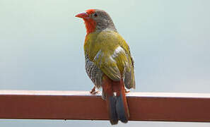 Green-winged Pytilia