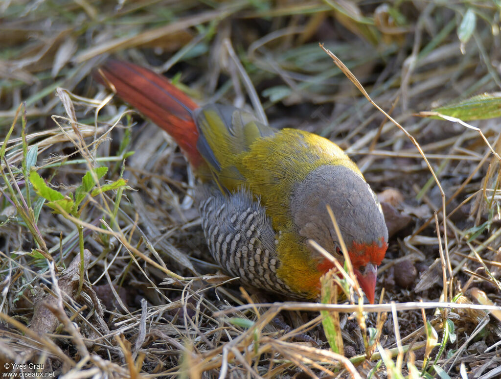 Green-winged Pytilia