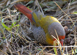 Green-winged Pytilia