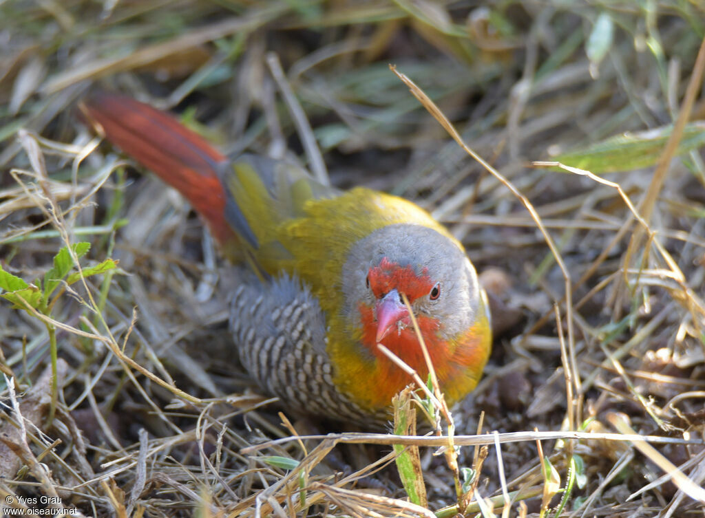 Green-winged Pytilia