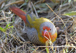 Green-winged Pytilia