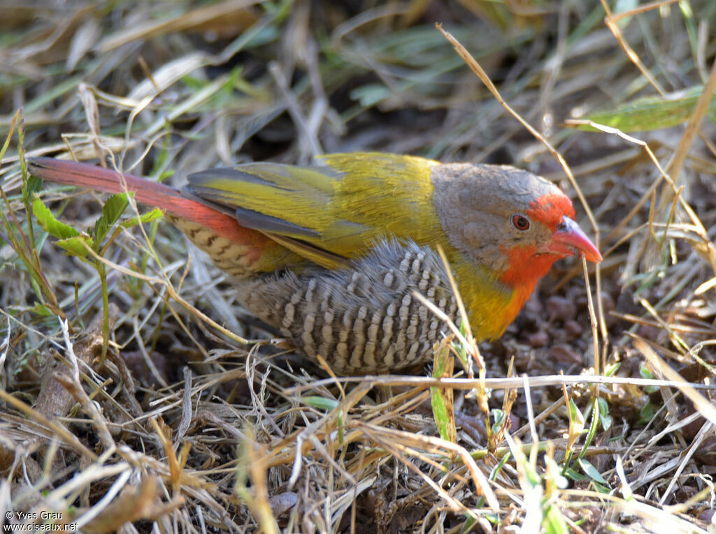 Green-winged Pytilia