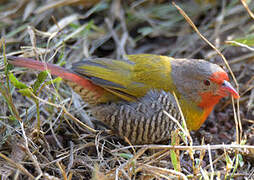 Green-winged Pytilia