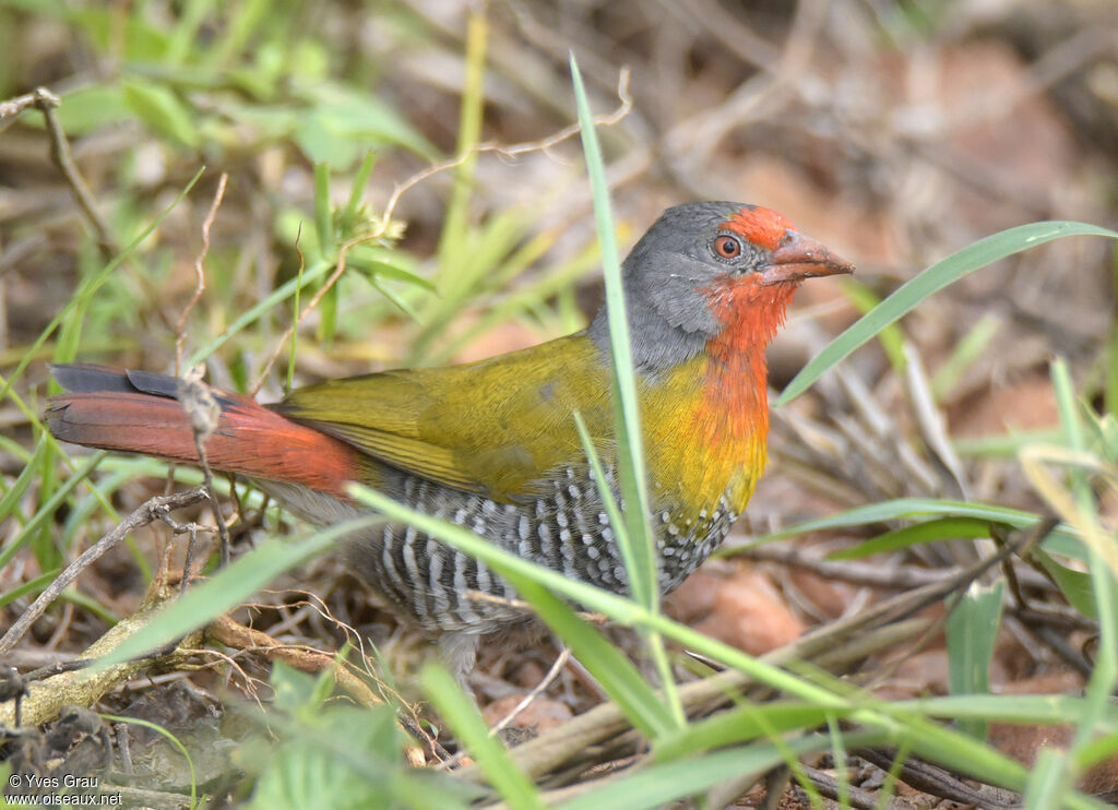 Green-winged Pytilia