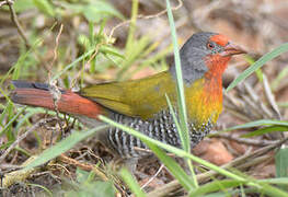 Green-winged Pytilia