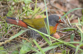 Green-winged Pytilia