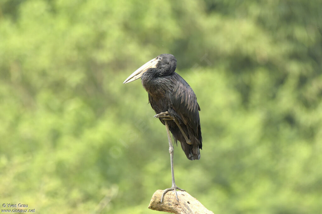 African Openbill