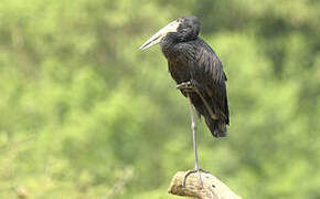 African Openbill