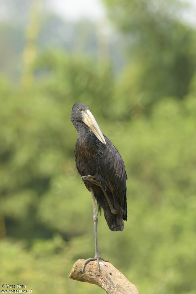 African Openbill