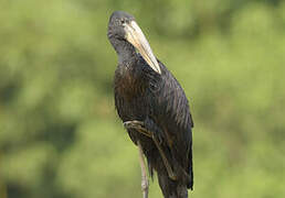 African Openbill