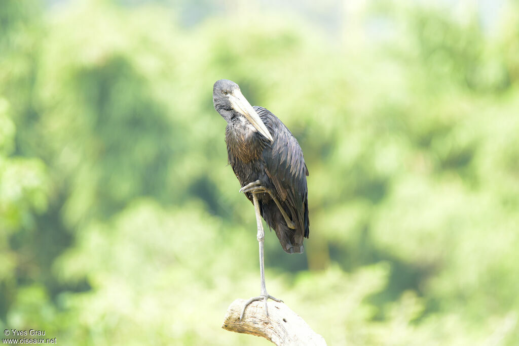 African Openbill