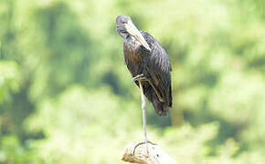 African Openbill