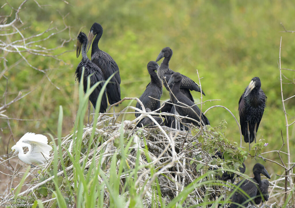 African Openbill