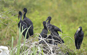 African Openbill