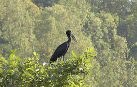 African Openbill