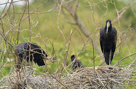 African Openbill