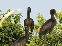 African Openbill