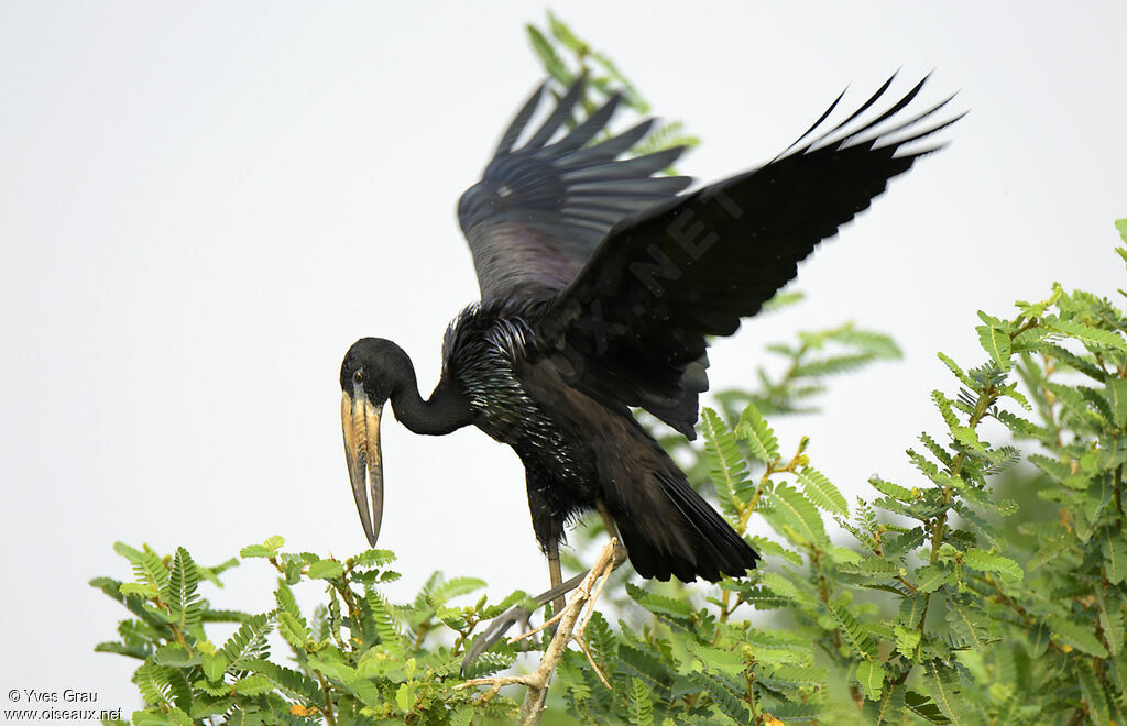 African Openbill