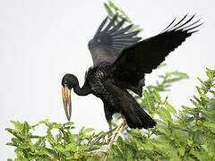 African Openbill