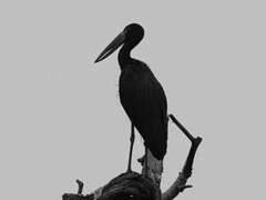 African Openbill