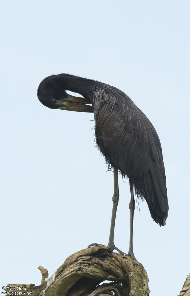 African Openbill