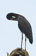 African Openbill