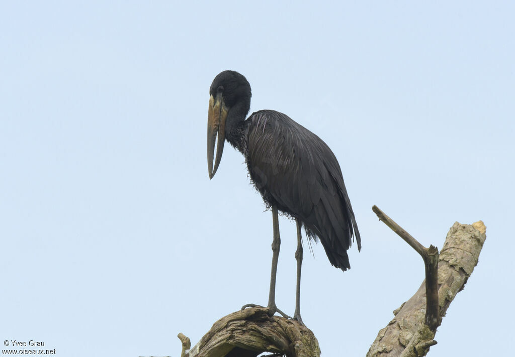 African Openbill