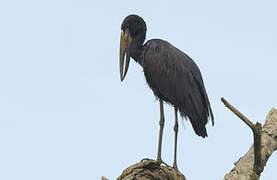 African Openbill