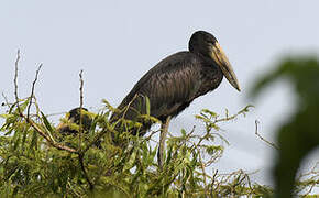 African Openbill