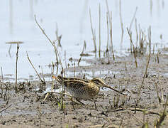 African Snipe