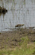 African Snipe