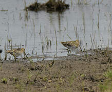 African Snipe