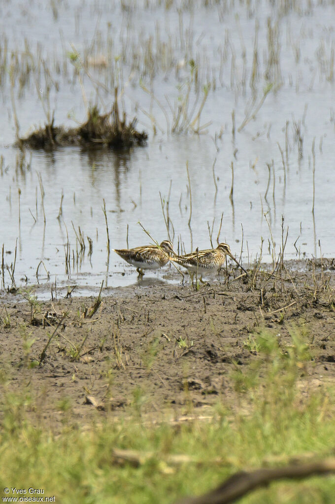 African Snipe