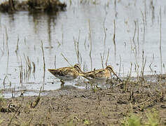 African Snipe