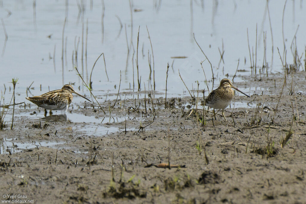 African Snipe