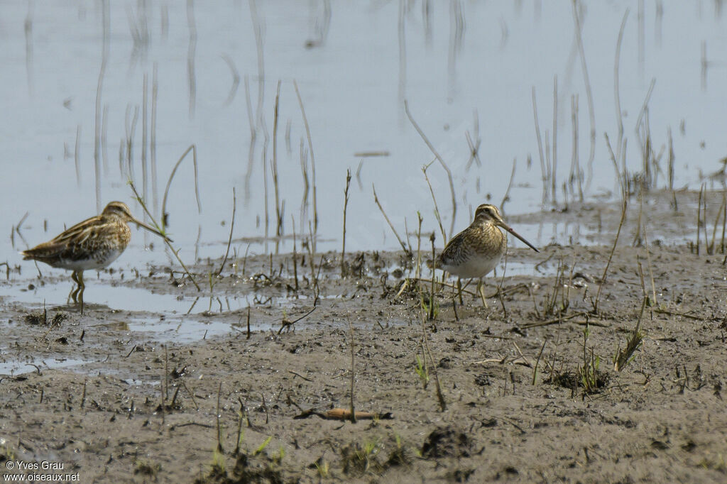 African Snipe