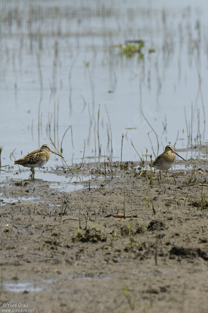 African Snipe