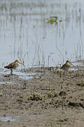 African Snipe