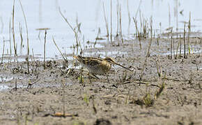 African Snipe