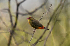 Orange-breasted Waxbill