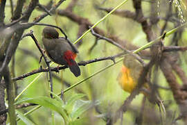 Orange-breasted Waxbill