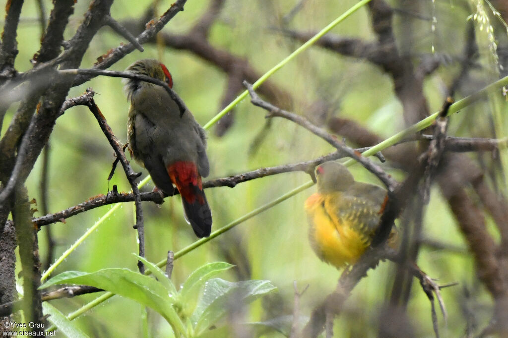 Orange-breasted Waxbill